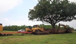 Ils déplacent ce chêne centenaire de 234 tonnes et c'est incroyable à voir