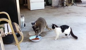 Un raton laveur vient manger avec les chats... Adorable