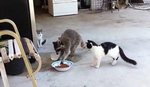 Quand un raton laveur vient manger la nourriture de trois chats