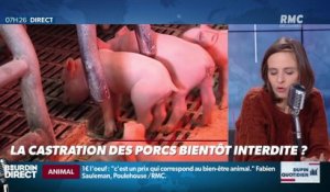 Dupin Quotidien : La castration des porcs bientôt interdite ? - 28/01