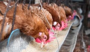Interdits dans l'UE, le bœuf aux hormones et le poulet au chlore vont-ils faire leur retour dans nos assiettes ?