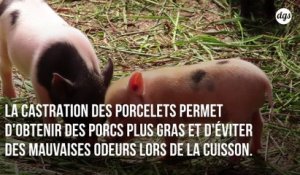 Le broyage des poussins et la castration à vif des porcelets enfin interdits en France d'ici 2021