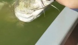 Un poisson trop gourmand a une tortue coincée dans la bouche