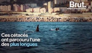 De l'Islande à l'Italie, un incroyable périple d'orques découvert
