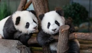 Les deux bébés pandas du zoo de Berlin enfin présentés au public