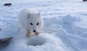 Ce petit renard arctique sauvage n'est pas si sauvage que ça