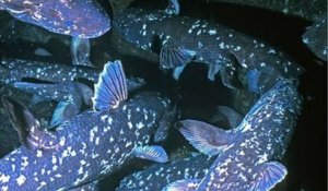 Une espèce de poisson vieille de 420 millions d'années a été pêchée à Madagascar