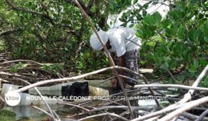 Nouvelle Calédonie - Protéger la mangrove