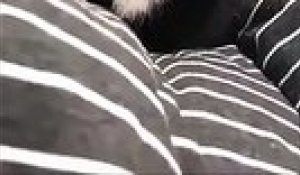 Ce Chat Aux Yeux Bicolores Va Vous Hypnotiser Sur Orange Videos