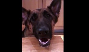 Ce chien découvre l'usage de ses oreilles