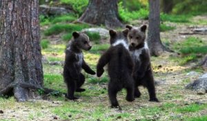 En Finlande, un photographe tombe sur des oursons dansant dans la forêt