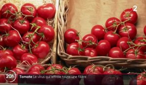 Virus de la tomate : un premier cas détecté en France