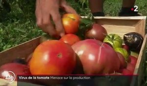 Virus de la tomate : les producteurs français inquiets