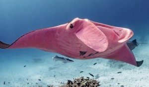 Il photographie une raie manta rose unique au monde