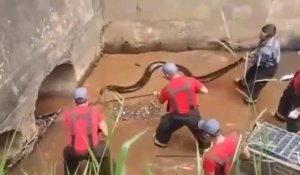 5 pompiers tentent de capturer un énorme anaconda