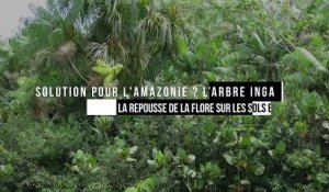 Solution pour l'Amazonie ? L’arbre Inga favorise la repousse de la flore sur les sols brûlés