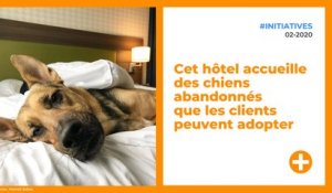 Cet hôtel accueille des chiens abandonnés que les clients peuvent adopter