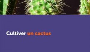 Cultiver un cactus