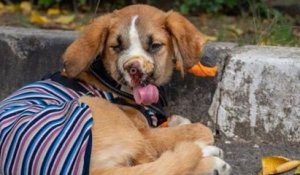 Défigurée à cause des balles, cette chienne trouve un nouveau foyer au Royaume-Uni