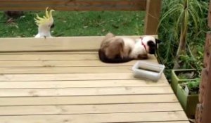 Un Perroquet Vient Embeter Un Chat Tellement Drole Sur Orange Videos