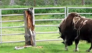 Ce bison montre sa force en fonçant contre un tronc d'arbre