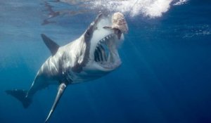 Un minuscule bateau pris en chasse par un grand requin blanc