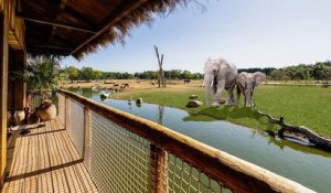 Royaume-Uni : premier aperçu du West Midland Safari Park avec vues sur les éléphants depuis les chambres