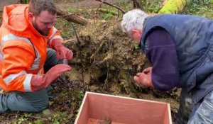 Squelette sous un arbre à Montbéliard : une découverte partielle