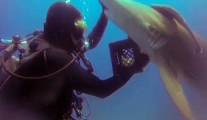 Ce requin demande de l'aide à un plongeur... Incroyable