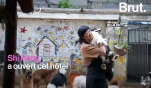 Le Gogoclub, un hôtel pour chiens en Chine