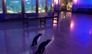 À Chicago, deux pingouins se baladent librement dans un aquarium fermé en raison du coronavirus