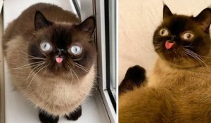 Ce chat est le roi des grimaces