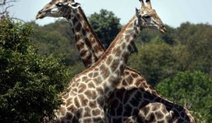 Safari-croisière en Afrique Australe : 4 minutes en vidéo au milieu des animaux