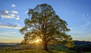Tilleul : symbolique et histoire de cet arbre