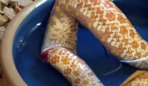 Ce serpent se mange lui même... mystérieux