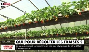 Carpentras : le cri du coeur des producteurs de fraises