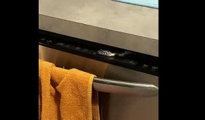 Un serpent se cache dans son lave-vaisselle en plein confinement !