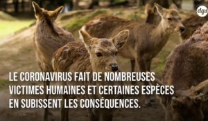 COVID-19 : certains animaux sauvages sont-ils en danger à cause de l'absence des touristes ?