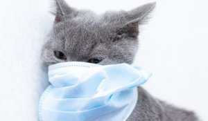 Coronavirus : premier cas de transmission de l'homme vers un chat confirmé à Liège