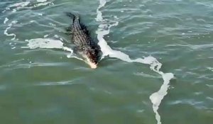 Face à face entre un crocodile et un requin qui veulent manger le même poisson