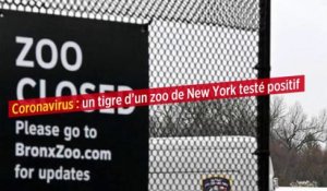 Coronavirus : un tigre d’un zoo de New York testé positif