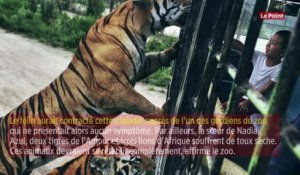Coronavirus : un tigre d’un zoo de New York testé positif