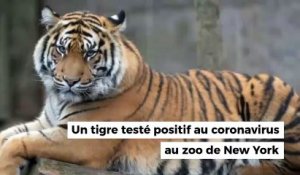 Un tigre testé positif au coronavirus au zoo de New York