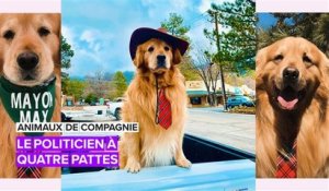 Animaux de compagnie : le chien Max a été élu maire d'une ville