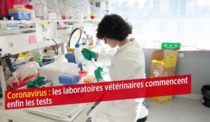 Coronavirus : les laboratoires vétérinaires commencent enfin les tests