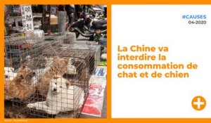 La Chine va interdire la consommation de chat et de chien