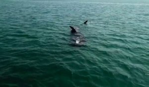Des requins pèlerins aperçus dans la rade de Brest