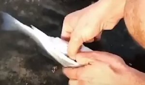 Cet homme démontre que le plastique atterrit dans le ventre des poissons