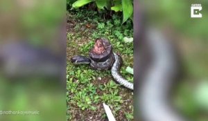 Ce serpent se retrouve piégé par un crapaud très venimeux