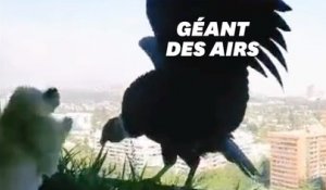 Ces condors s'aventurent en ville et traumatisent des caniches